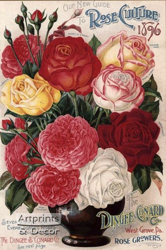 Rose Culture - Art Print