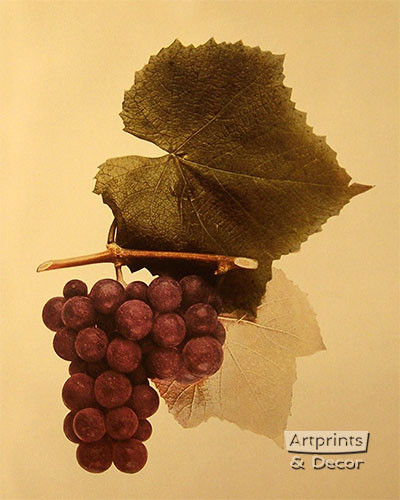 Ulster Grapes - Art Print
