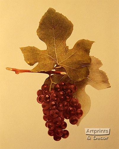 Moyer Grapes - Art Print
