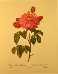 Rosa Gallica - Art Print 