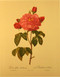 Rosa Gallica - Art Print 