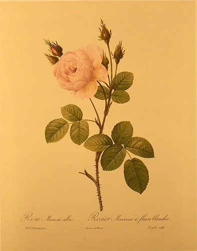Rosa Muscosa Alba, Art Print at ArtPrintsAndDecor.com