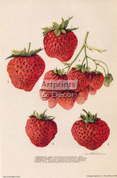 Strawberry - Framed Art Print