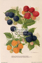 Berries - Framed Art Print