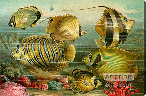 Coral Reef Fish - Stretched Canvas Art Print