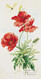 Poppies by Paul de Longpre - Art Print