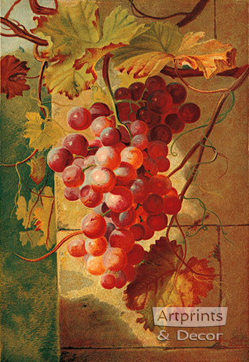 Red Grapes by William Pickles London - Framed Art Print