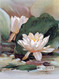 Water Lily - Framed Art Print