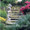 Roy Scoutz Albums: My Father's Garden
