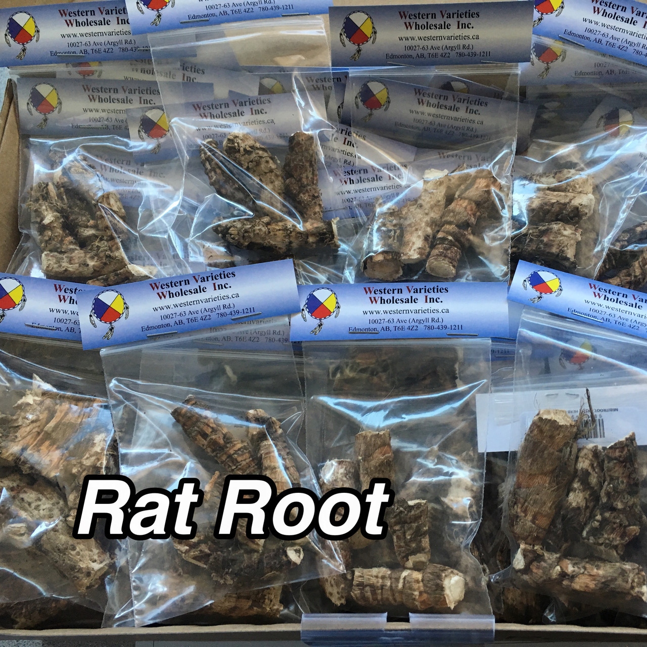 NATIVE HERB BITTER ROOT Western Varieties