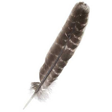 FEATHERS TURKEY 10" BARRED QUILLS DAZZLE-IT