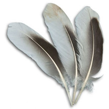 FEATHERS GREY GOOSE TAIL 6.5" NATURAL 1 DZ