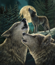 SHERPA THROW LP WOLF SONG 50x60 LISA PARKER