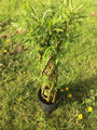 Rooted Woven Willow Novelty 100cm High