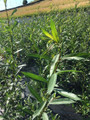Salix Triandra (Petite Grisette)