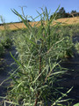 Salix Alaeagnos (Rosemary Willow)
