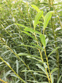 10 x Salix Purpurea (Dicky Meadows) Willow Rods, 1.5m long