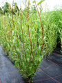 10 x Salix Tortuosa (Corkscrew/Contorted) Willow Rods, 1.5m long