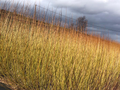 100 x Salix Purpurea (Green Dicks) 1.5 metre Willow Rods / Whips