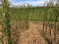 1.0m Long Tight Weave Fedge Kit (1.60m High)  (Salix Purpurea)