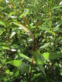 10 x Salix Penranda (Bay Willow) Rods, 1.5m long