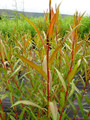 Salix Alba Vitellina (Golden Willow)