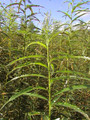 100 x Salix Viminalis 1.5 metre Willow Rods / Whips