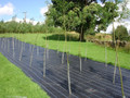 100 x Salix Viminalis 2.0 metre Willow Rods / Whips