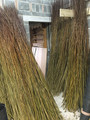 100 x Salix Viminalis 2.5 metre Willow Rods / Whips