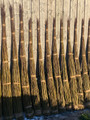 100 x Salix Viminalis 3.0 metre Rods / Whips