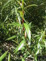 Salix Alba Fragilis (Flanders Red)