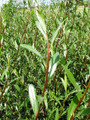 Salix Triandra (Black Maul)
