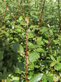 Salix Nigricians (Black Willow)