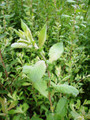 Salix Purperea (Purple Willow)