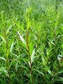 Salix Alba Chermesina (Scarlet Willow)