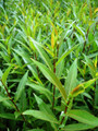 Salix Fragilis Decipiens (White Welsh)
