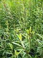 Salix Purpurea (Cohu Blue)