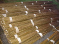 100 x Salix Viminalis 1.0 metre Willow Rods / Whips