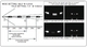 Bosch AN 4000 VLR-4075 Traffic License Plate Capture Sample Chart