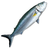 Aust. Salmon Lures