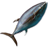 Tuna Lures
