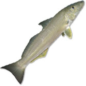 Whiting Lures
