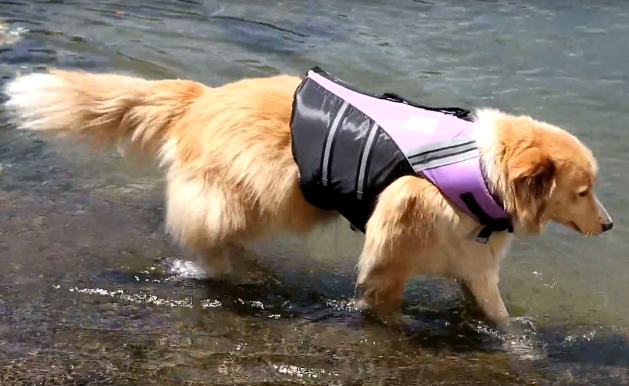 Dog Life Jackets Water Woofer DFDs PFD For Dogs