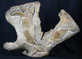 Two Whales - Shoulder Blade Carvings by Eugene Romanenko | Whalebone / Walrus Jawbone Carving