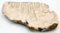 Fossil Siberian Woolly Mammoth Tooth Slice  | Ancient Fossil Ivory / Specimen