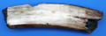 Fossil Walrus Tusk Raw Ivory - Ancient Fossil Ivory / Specimen