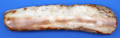 Fossil Walrus Tusk. Ancient Fossil Ivory / Specimen
