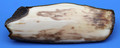 Prehistoric Walrus Tusk - Ancient Fossil Ivory / Specimen