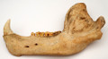 Cave Bear Jaw  | Ancient Fossil Ivory / Specimen