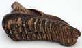 Woolly Mammoth Tooth II | Ancient Fossil Ivory / Specimen
